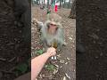 The DIRTY Truth About These Cute Monkeys! 🐒🤯 #shorts