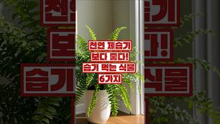 장마철 필수템! 습기 먹는 식물 6가지 추천 🌿