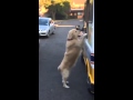 Zack the golden retriever and the ice cream man  jukin media verified original