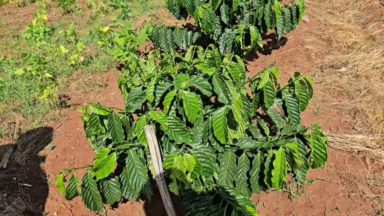 ƯU & KHUYẾT ĐIỂM CỦA CÀ PHÊ XANH LÙN & THIỆN TRƯỜNG: 0918 456 457- 0375 456 457