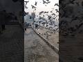 Pigeon #pigeon eating #kabootar #kabootar flying #kuchh alag andaaz