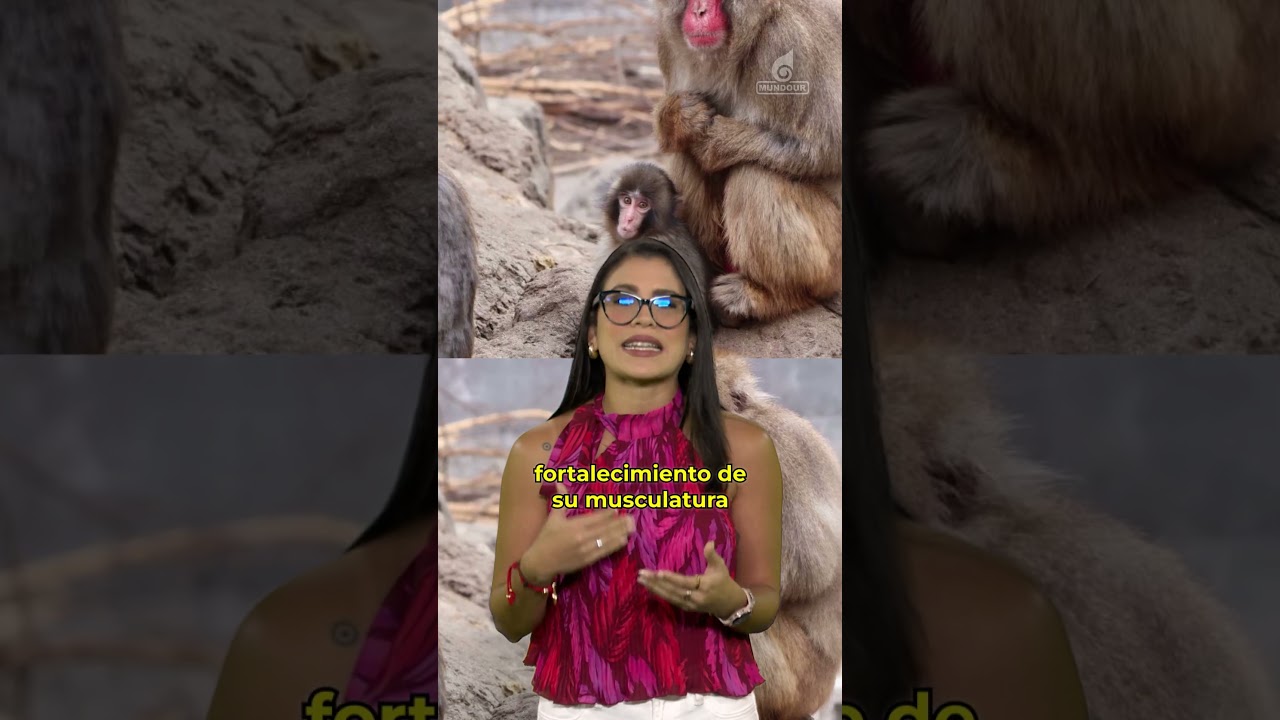 La historia detrás de Punch, el mono viral en redes 