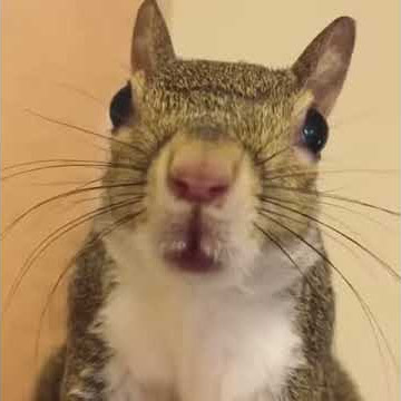 Is this squirrel sneezing?😂😂