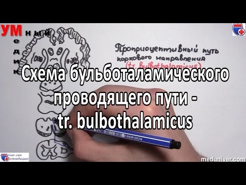 Проприоцептивный бульботаламический путь (путь Голля и Бурдаха) - meduniver.com