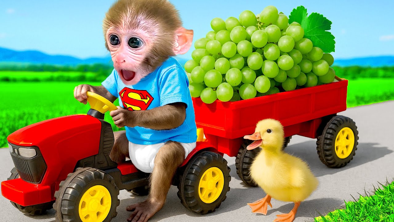 ลิงน้อยบอนบอนกินกล้วยกับเพื่อน และเรียนรู้การทิ้งขยะให้ถูกที่เพื่อรักษาความสะอาดของสวนสาธารณะ