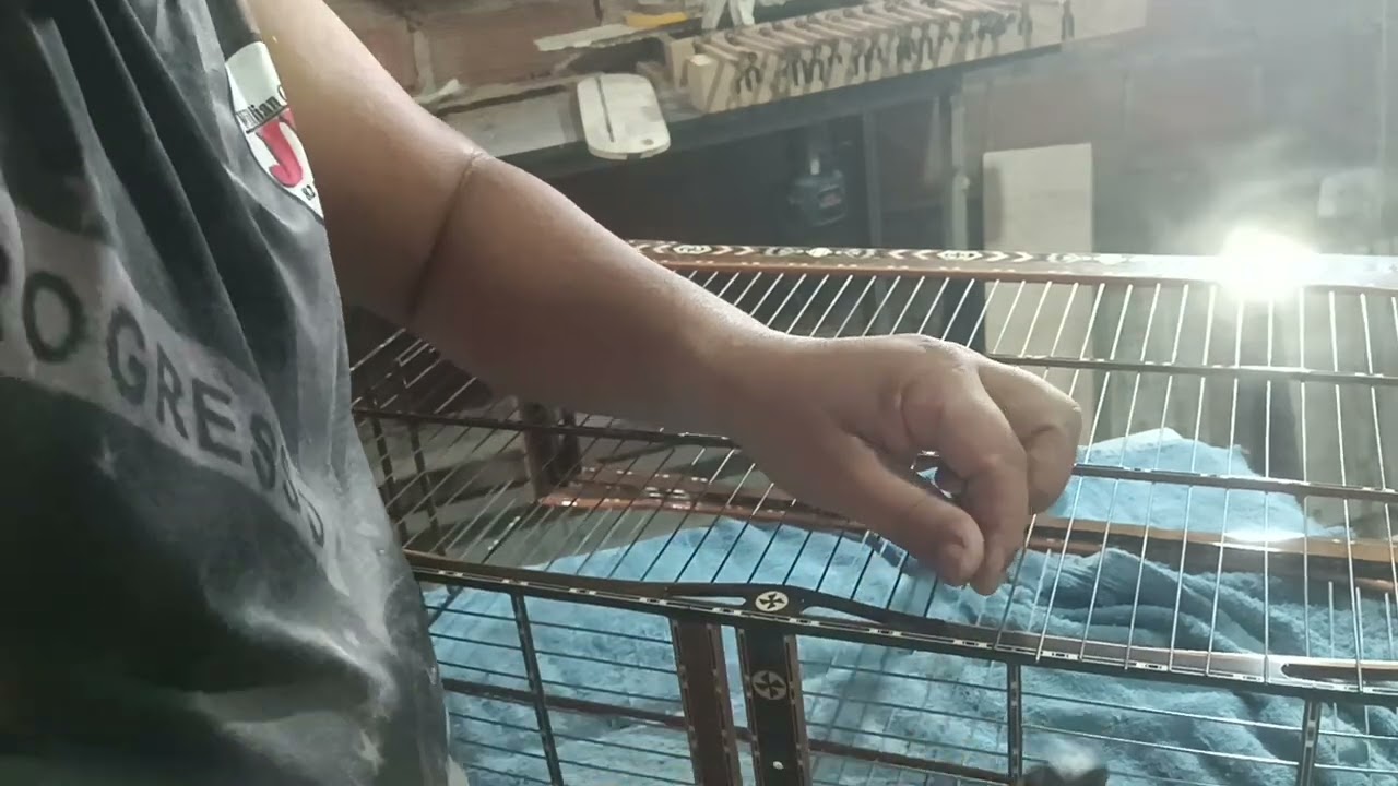 Técnica De Como Colocar Arame Inox Em Gaiola De Luxo - Aprenda Como Fazer