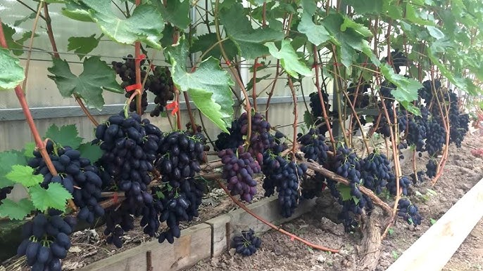 Теплица для винограда с съемным верхом: выбирайте оптимальную конструкцию