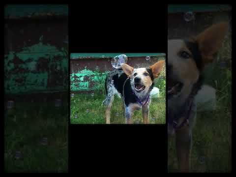 Video: Hond violet: beschrijving, foto