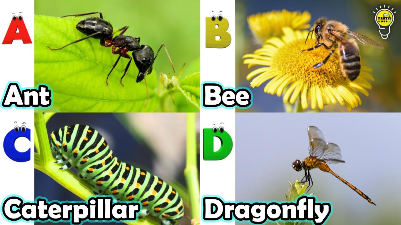 Песенка про насекомых от А до Я | Песенка про насекомых | Алфавит про насекомых | Фонетика для детей
