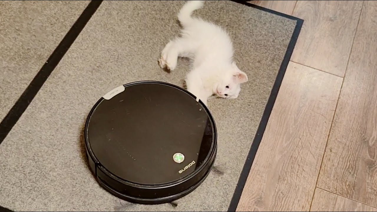 Наш милый котенок Микки заставляет всех смеяться.