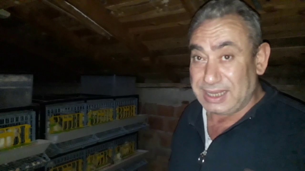 Bıldırcın Yumurtlamıyor ÇÖZÜM