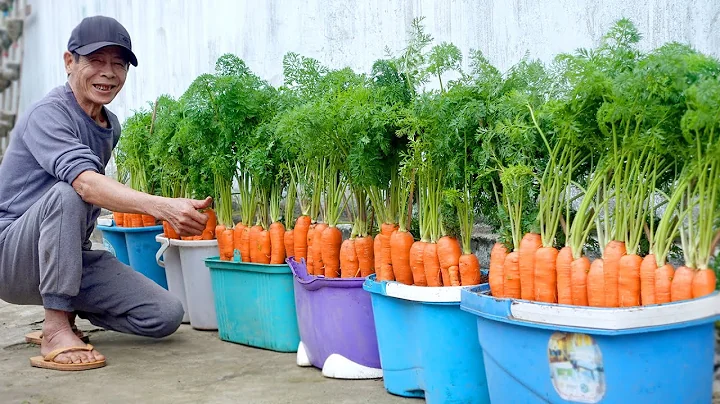 How To Grow Carrots At Home Very Simple, Every Season Has Clean Carrots To Eat - DayDayNews