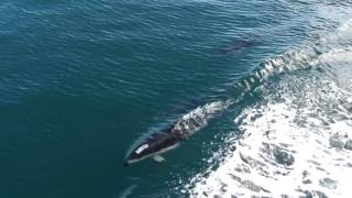 Pacific White-sided Dolphins playing in the waves of the Island Explorer3