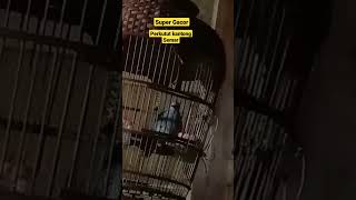 Download Lagu PERKUTUT KANTONG SEMAR SUPER GACOR SUARA BESAR 25JT MP3