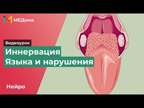 Иннервация языка и нарушения - языкоглоточный, подъязычный, блуждающий и лицевой нервы /USMLE step 1