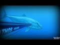 Büyük Akya Big Amberjack