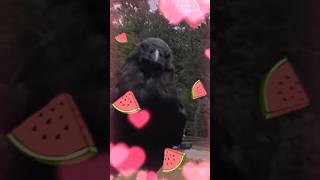 How To Befriend Crows Day 97