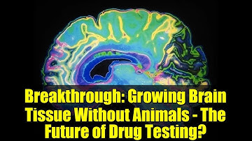 Breakthrough: Growing Brain Tissue Without Animals - The Future of Drug Testing?