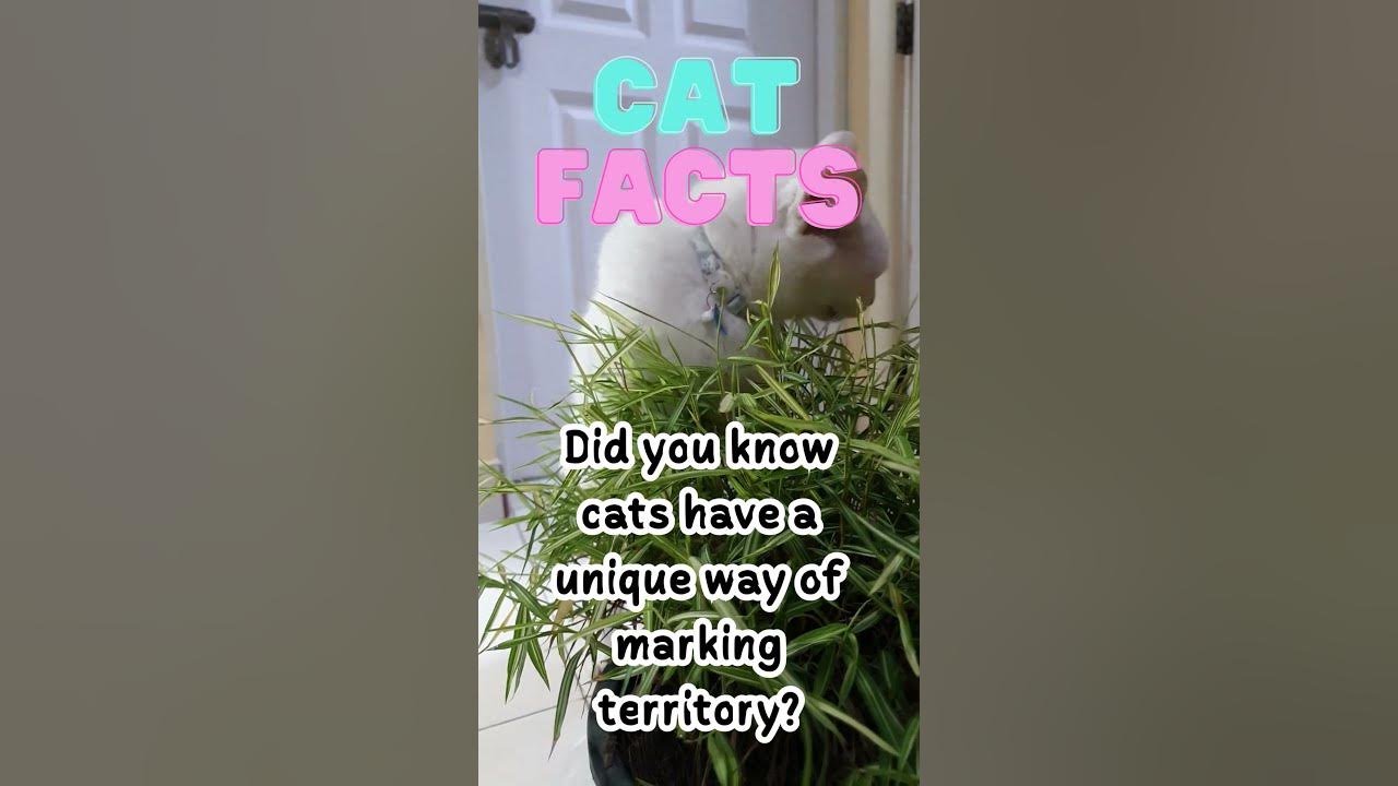 How do cats mark their territory? 🐾 shorts YouTube