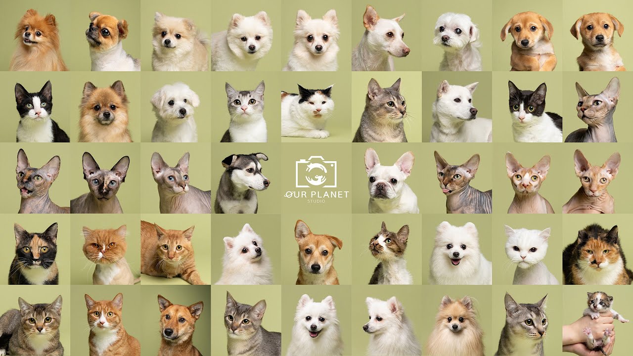 [아워플래닛] 촬영으로 남긴 작은 응원｜포캣멍센터 촬영 봉사