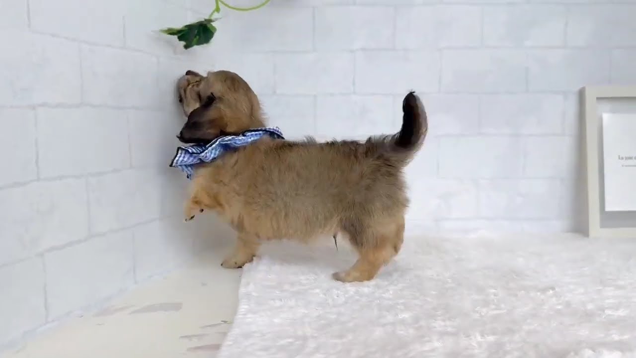 チワワ③ 206997ハーフ犬（チワワ×ミニチュアダックス） - YouTube