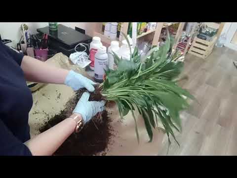 Video: Zakaj Listi Spathiphyllum Porumenijo?