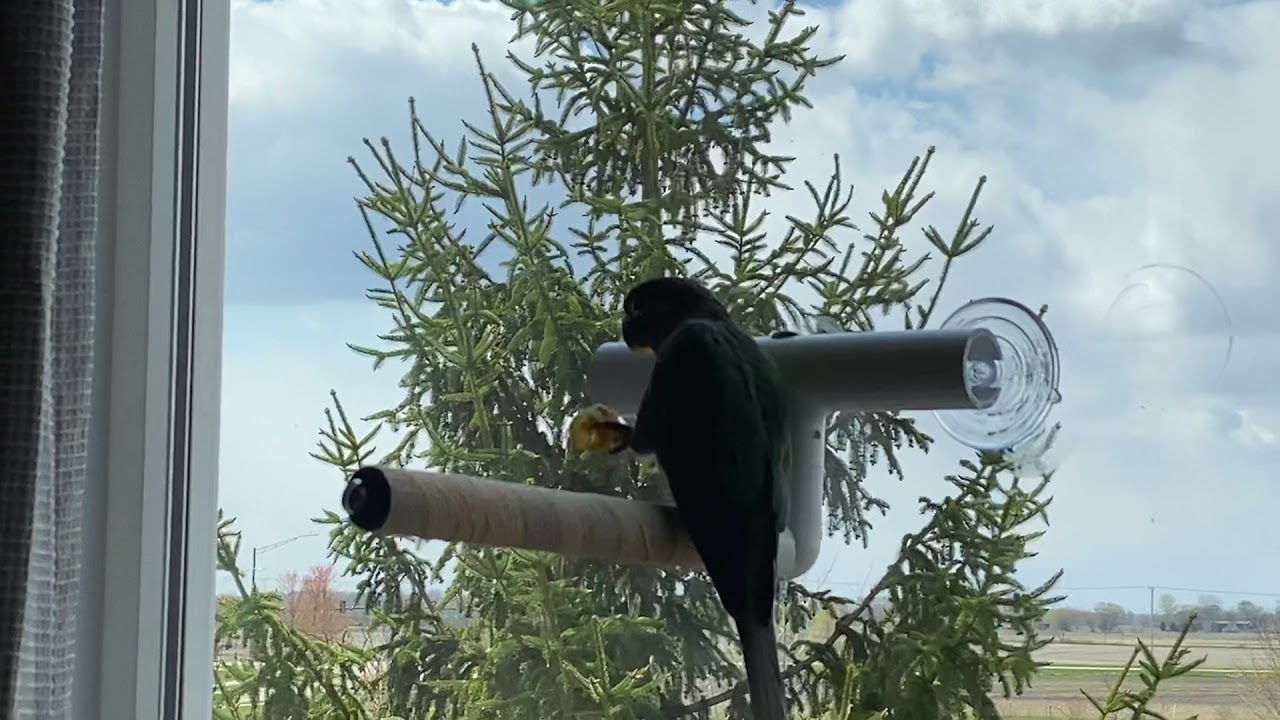 The Window Perch Is A Big Hit With All Of The Birds