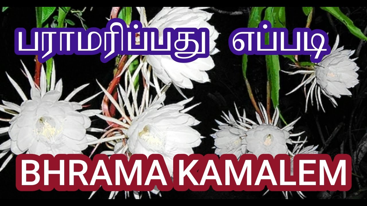 BHRAMA KAMALAM | #plants #brahmakamalam #indoorplants 