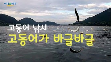 고등어 낚시. 고등어가 바글바글. Mackerel fishing, there are a lot of mackerels