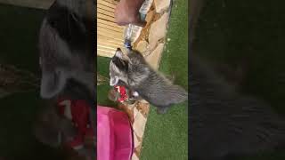 اصدقائي الحيوانات. بالمحميه. raccoon and monkey with cat