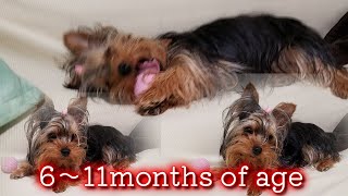 【Yorkshire Terrier Lan】It is a Lan of 6 months to 11 months (^^)