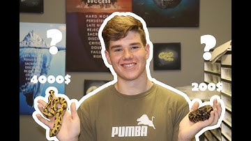 Why is this BALLPYTHON that EXPENSIVE?!!