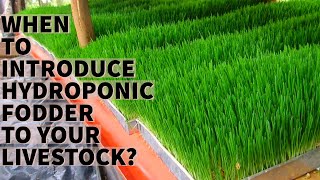 When to introduce Hydroponic Fodder to your Livestock?