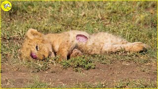 Injured Lion Cub Lost Mother And Can't Make Food, Can It Survive ? Wild Animals by The Horse  77,058 views 1 month ago 12 minutes, 44 seconds