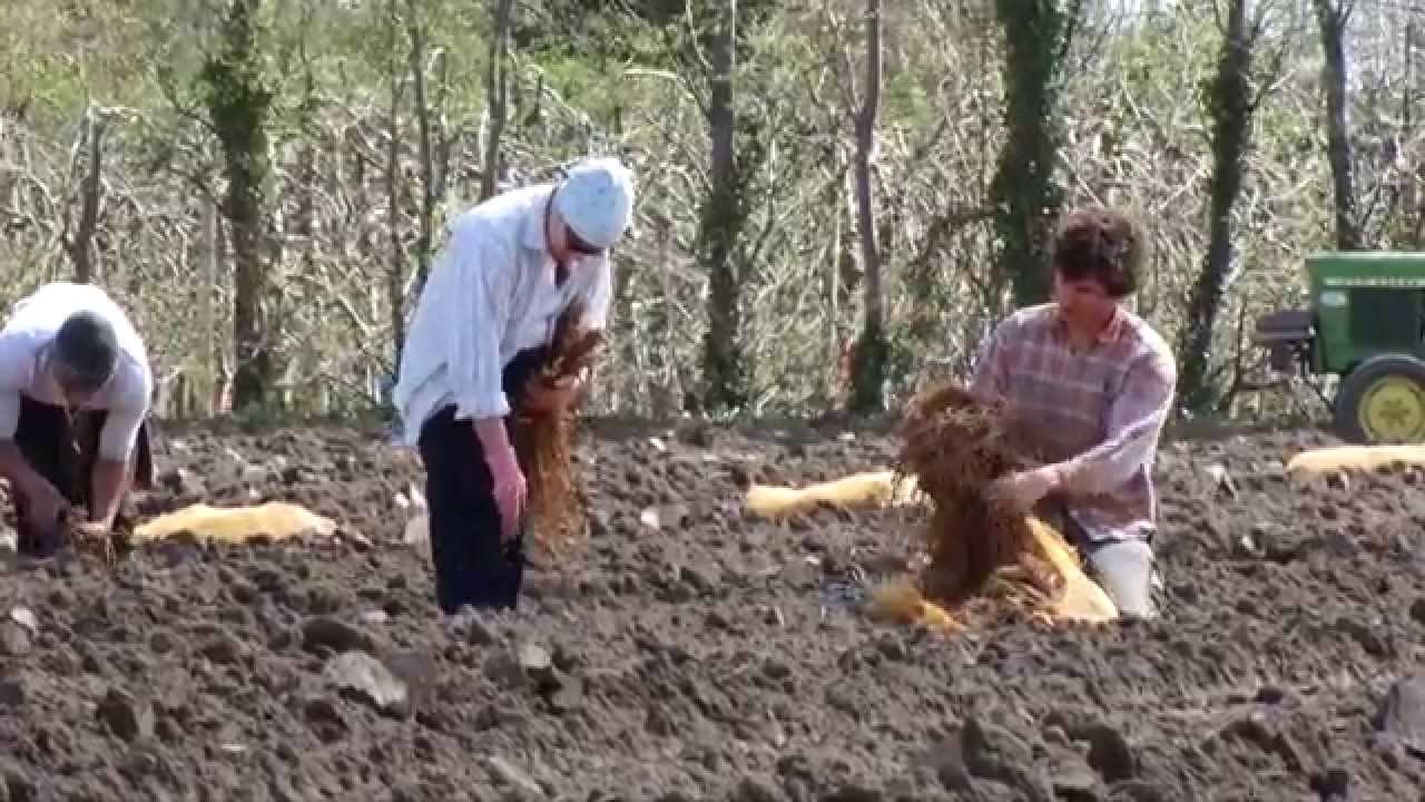 Culture des asperges aux Valayans