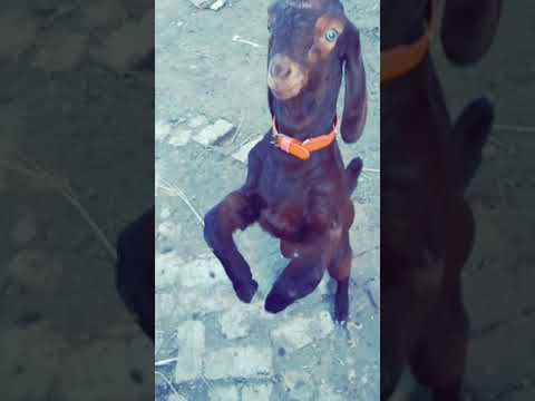 bilo🥰🥰🥰🥰🤗🤗🤗🤗