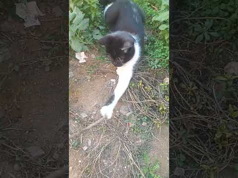 لتشي وسط لحريكة
