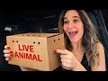 Unboxing Our Secret Baby Animal
