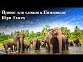 Приют для слонов в Пиннавеле. Шри Ланка.