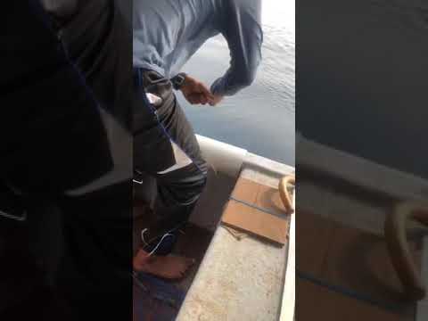 صابر عبدالله صيد اليوم ١٨ شوال برفقة الصياد عبودي زعقان صابر عبدالله صيد اليوم ١٨ شوال برفقة الصياد عبودي زعقان