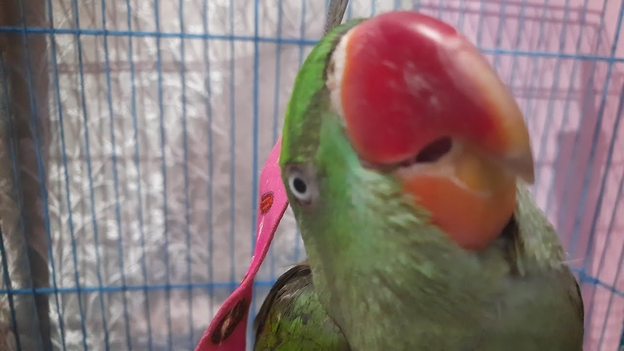 My Little Chinu is live