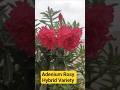 Adenium Rosy Hybrid Variety #terracegarden #adeniumflowers #adenium #desertrose #plants #plantcare