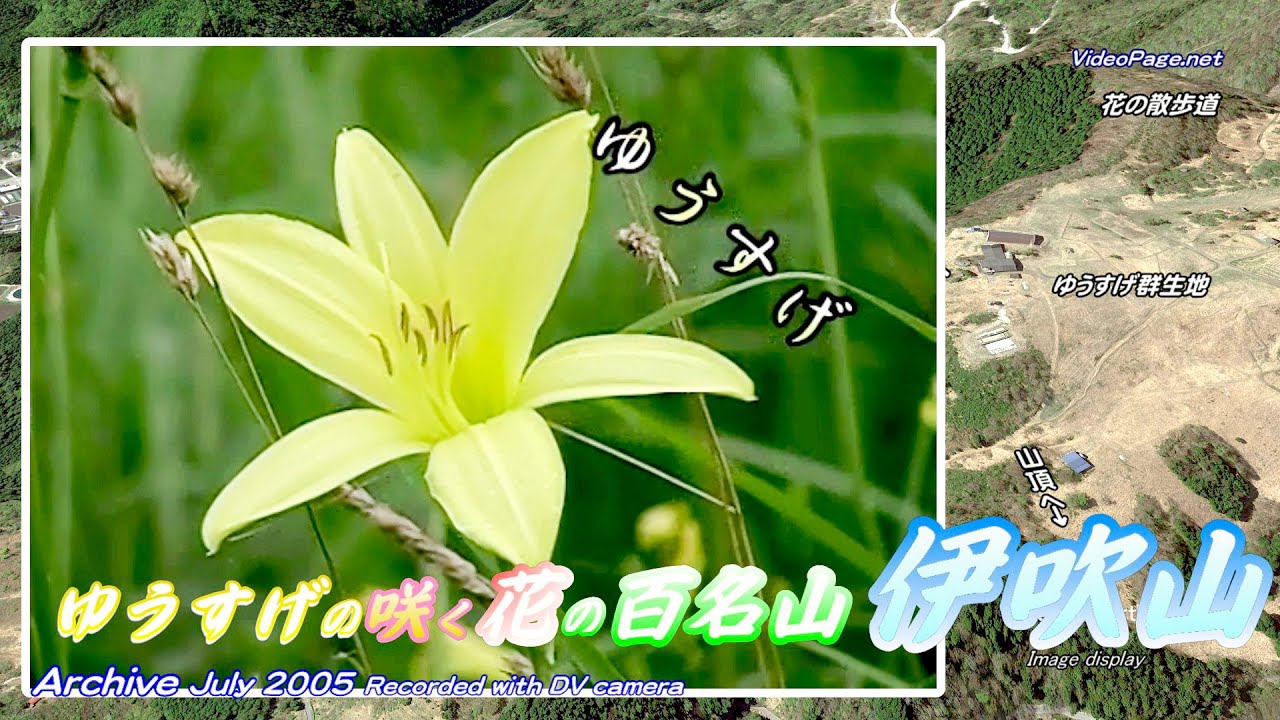 ゆうすげの花 一夜花 伊吹山 三合目 05 07 17 Archive Videopage Net Youtube