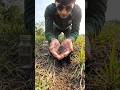 Mouse POV Inside Underground Colony 🐭 Real Micro Camera Footage | Hidden Animal World