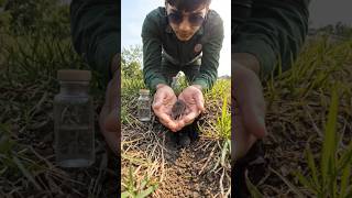 Mouse POV Inside Underground Colony 🐭 Real Micro Camera Footage | Hidden Animal World