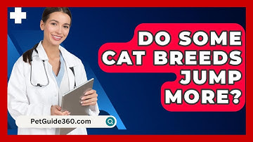 Do Some Cat Breeds Jump More? - PetGuide360.com