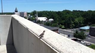 Birds in Parking Garage