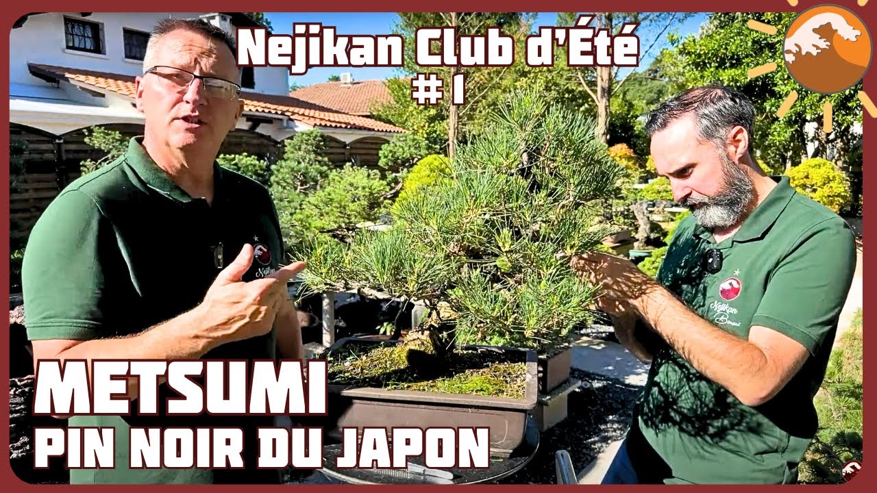 METSUMI sur PIN NOIR du JAPON - Épisode 1 –Optimiser la densification estivale 🌼 NEJIKAN CLUB ÉTÉ 🌼