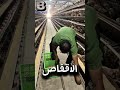 جمع البيض في مزارع الصين بهاء محمد 