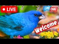 Nashville live bird feeder cam  chat id the birds